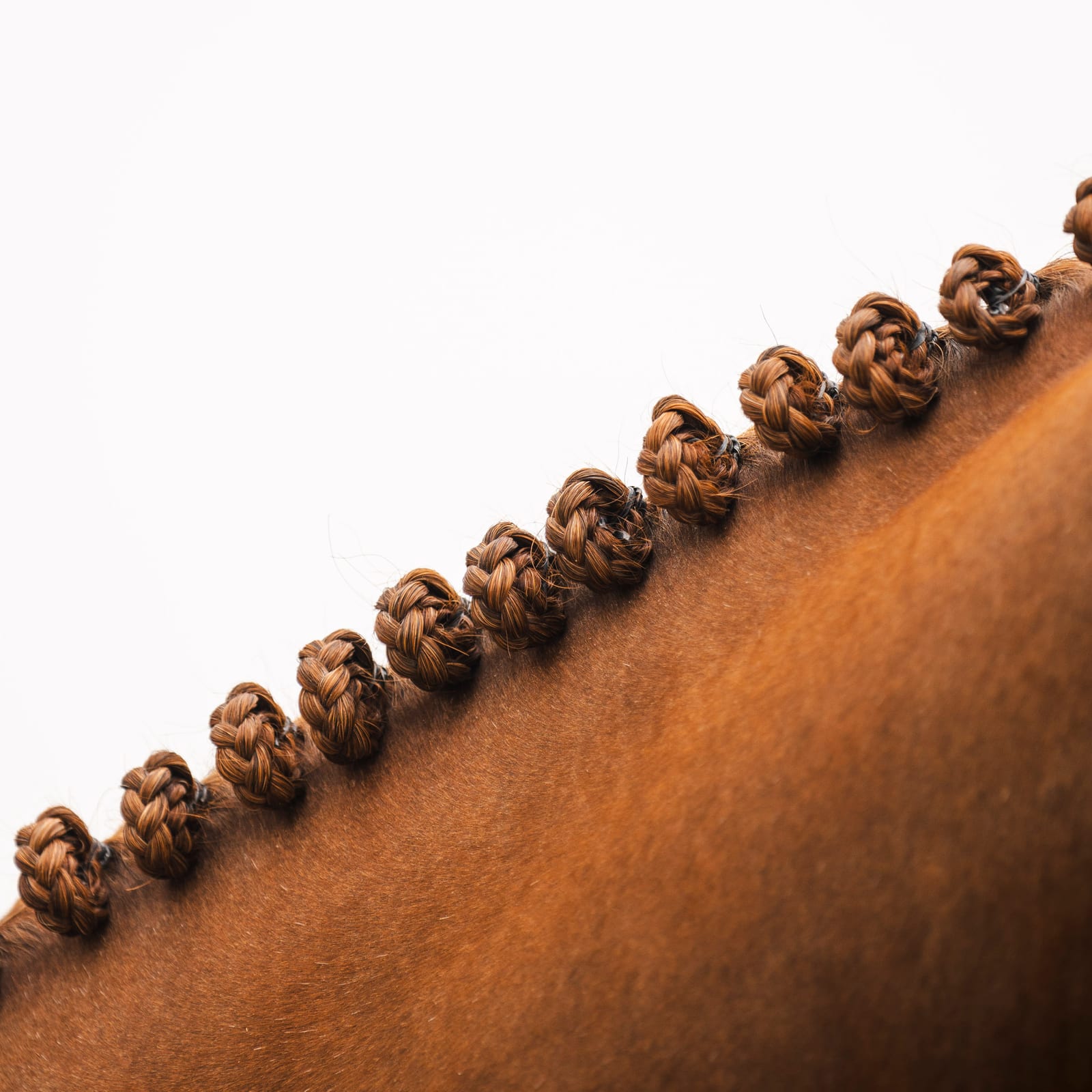 Detalle, fotografía de concurso hípico, por Clara T Media